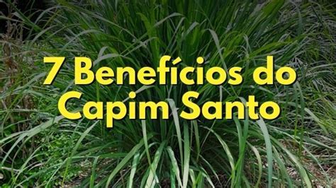 Benef Cios Do Ch De Capim Santo Capim Lim O Receita Ch S