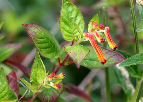 Cuphea Aequipetala Introduced USA EFlora Of India