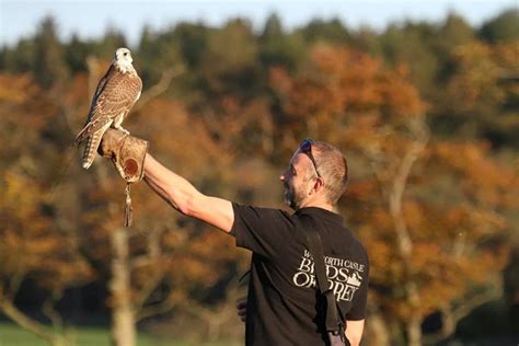 Walworth Castle Birds of Prey