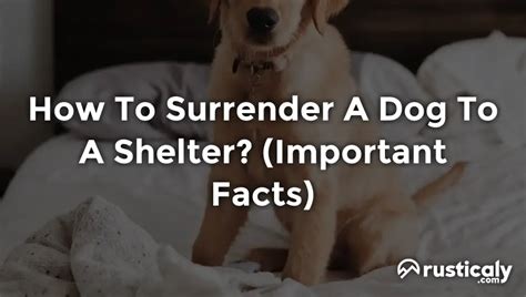 how to surrender dog to shelter