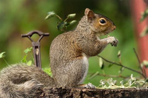 Premium Photo | Graceful squirrel in a natural habitat wildlife in ...