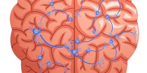 Comment Le Cerveau Fonctionne T Il