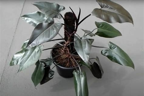 How Do You Care For The Philodendron Majesty: An Easy Guide