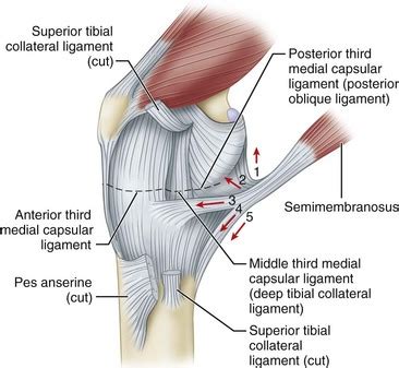 Knee Injuries Musculoskeletal Key