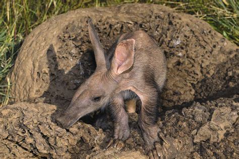 10 Facts About Aardvarks