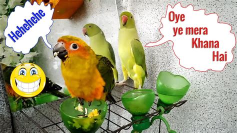 Joye Nye Churaya Pikodi Ka Khana Cute Sun Conure Baby Parrot Green