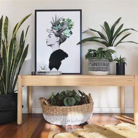 Plantas que NO debes tener en tu casa según el Feng Shui