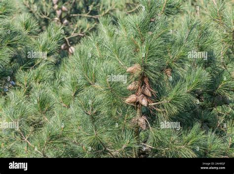 Tree seeds monterey pine hi-res stock photography and images - Alamy