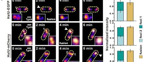 Science Advances 白凡课题组揭示细菌细胞通过液 液相分离形成无膜细胞器提升耐药性蛋白质