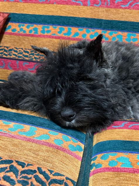 Spaying/neutering effects Summary 2023: Dr. Chris Zink — Bouvier Health Foundation