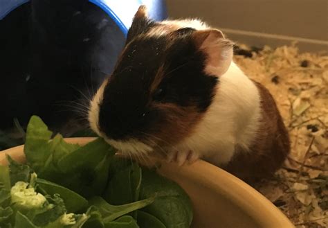 guinea pig babies 1 - Hope VetsHope Vets