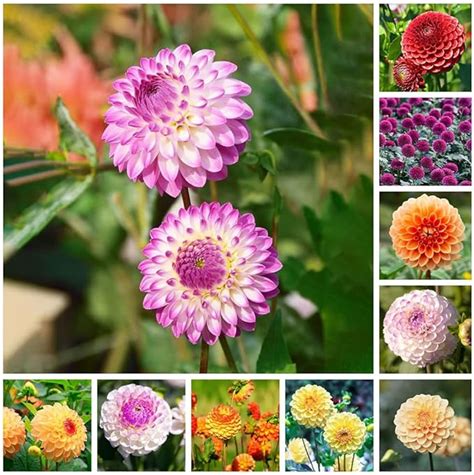 Mix Dahlia Knollen Winterhard 8 Bollen Vroegbloeiende Kamerplanten