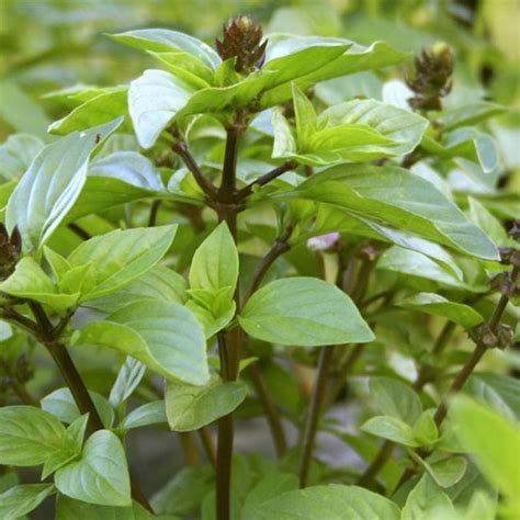 Basil Thai Seeds Herb Ocimum Basilicum