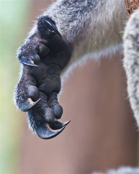 Koala claws : r/natureismetal