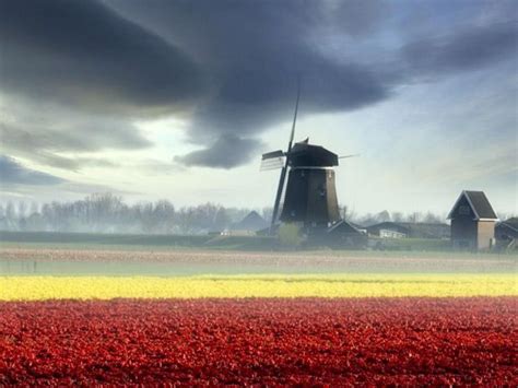 Tulips Windmills HD desktop wallpaper : Widescreen : High Definition ...