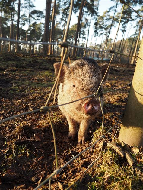 Animal Cerdito Mamífero Foto Gratis En Pixabay Pixabay