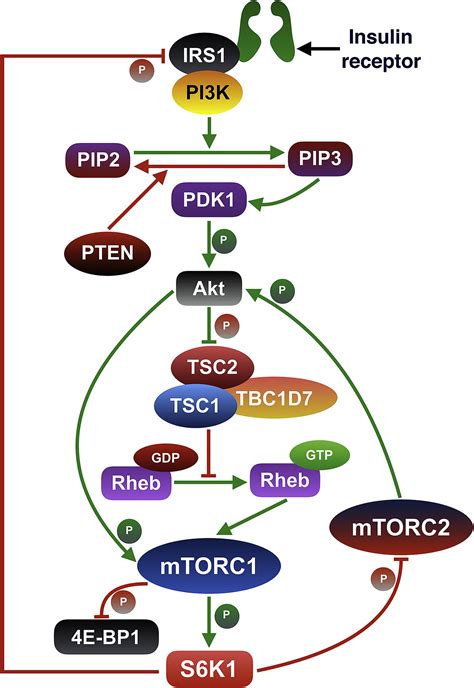 Role Of MTORC1S6K1 Signaling Pathway In Regulation Of Hematopoietic