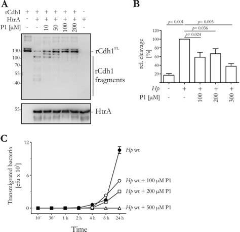 Identification Of E Cadherin Signature Motifs Functioning As Cleavage