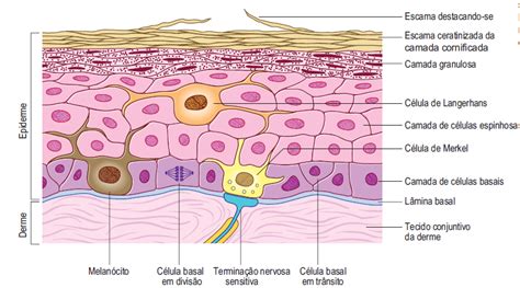 Sistema Tegumentar Anatomia Fisioterapia