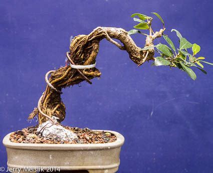 Bonsai Aranyaya බනසය ආරණයය September 2019