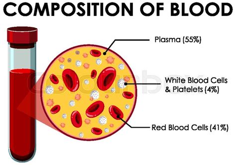 Diagram Showing Composition Of Blood Stock Vector Colourbox