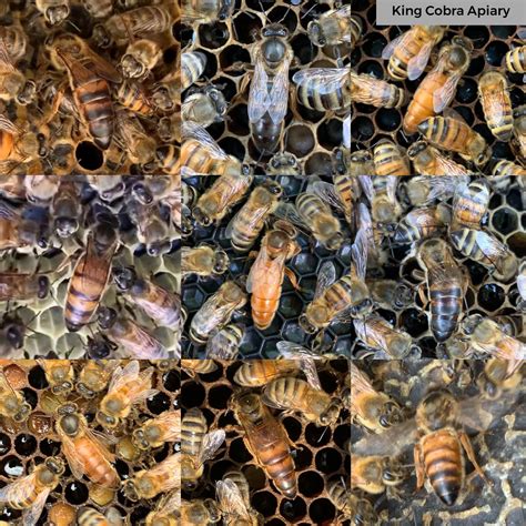 I Love Queen Variation Here Is An Assortment Of Queens From Our Apiaries This Spring That Were