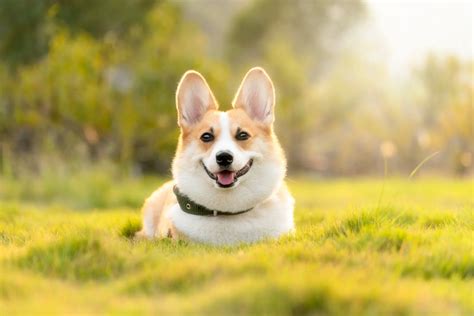 Corgi Names 42+ TOP Ideas Incl. Queen's Royal Corgis - PetShoper