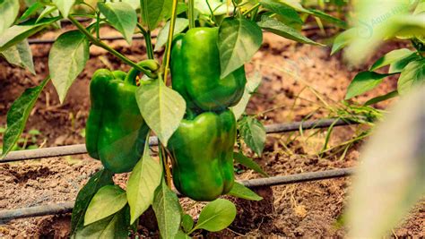 Capsicum Greenhouse Farming In Kenya 0790719020 Aqua Hub