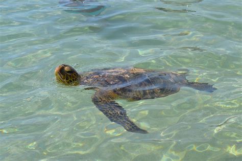 Hawaii Sea Turtle Honu - Free photo on Pixabay - Pixabay