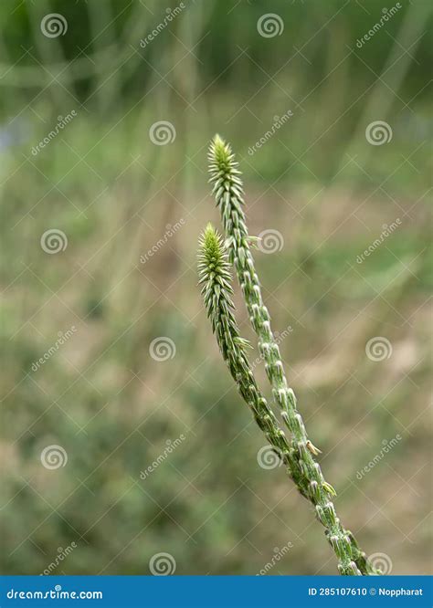 The Flower of Achyranthes Aspera Plant Stock Photo - Image of flora ...