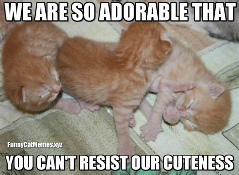 kitten memes - Cute Kittens Photo (41532007) - Fanpop