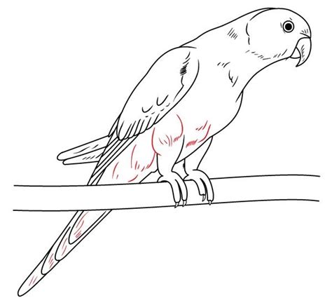 How To Draw a Parrot Drawing in Just 10 Minutes. | Parrot drawing, Drawings, Colorful drawings