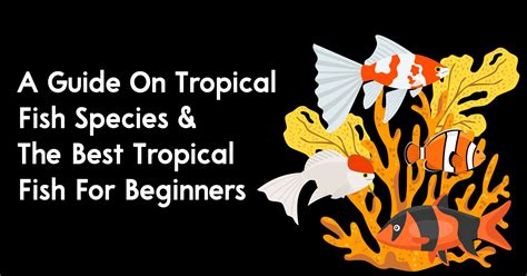 A Guide On Tropical Fish Species & The Best Tropical Fish For Beginners