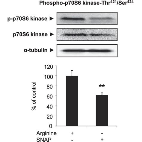 A Time Course Activation Of Mammalian Target Of Rapamycin Mtor P