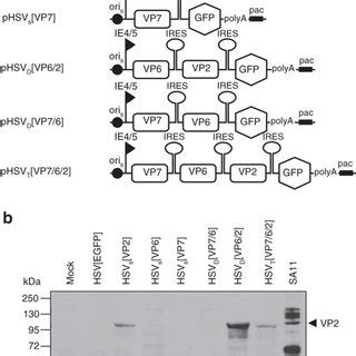 Intracellular Distribution Of Herpes Simplex Virus Type 1 HSV 1