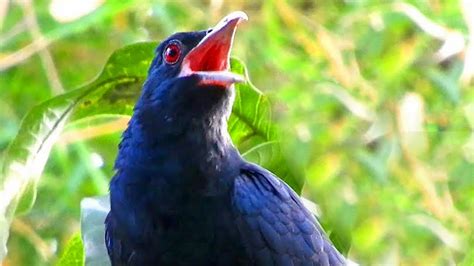 Koel Ki Awaz Asian Koel Bird Singing Sound Cuckoo Bird Singing Song