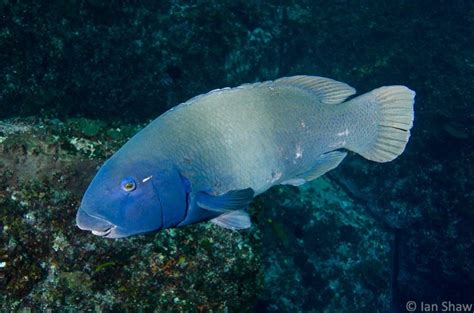 Achoerodus Solitary Islands Underwater Research Group