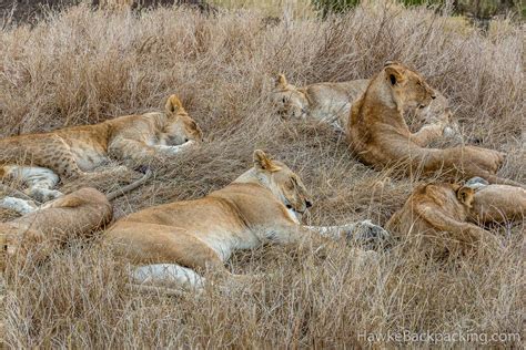 Serengeti Lions