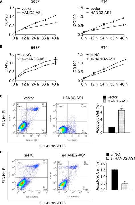 The Overexpression Of Lncrna Hand As Inhibits Cell Proliferation By