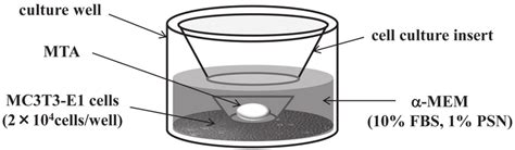 Culture Well With Cell Culture Insert Used In This Study The Cell