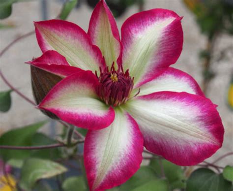 Клематис Пикоти. (Clematis Picotee) ІІ группа купить в интернет ...