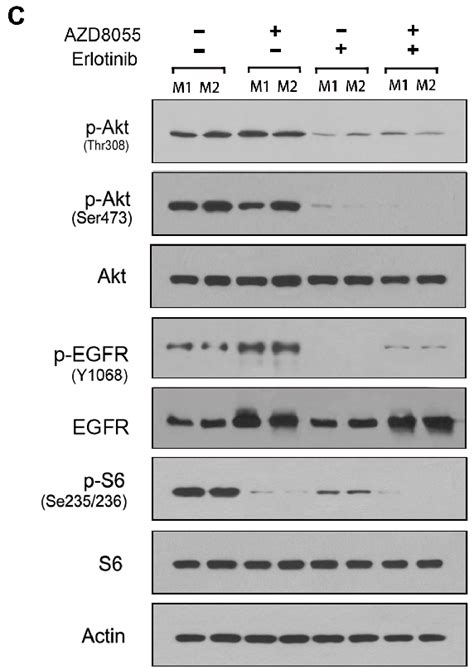 Egfr Inhibition Improves Antitumor Efficacy When Given In Combination