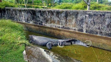 Fakta Fakta Deasy Tuwo Yang Tewas Diterkam Buaya Ditemukan Mengapung