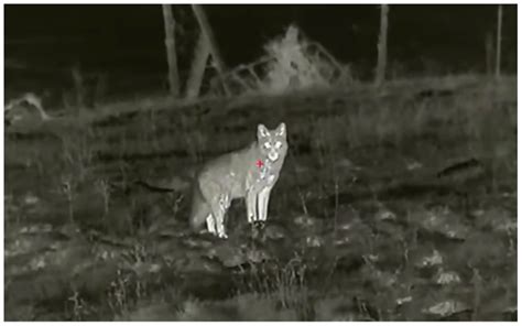 5 Best Thermal Scopes For Coyote Hunting In 2025 Includes Clip On