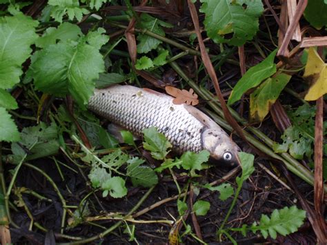 Thames Water guilty of Negligence over River Crane Fish Kill | Thames