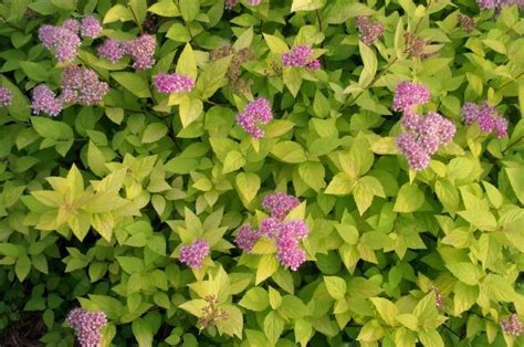 Limemound Spirea 18 High And 24wide Hot Pink Flowers From Late Spring