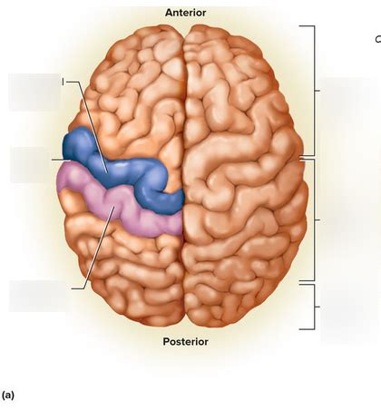 Superior primary motor cortex Diagram | Quizlet