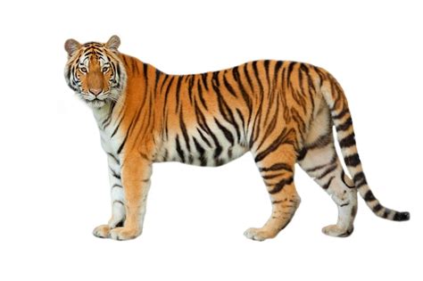 Premium Photo Tiger Isolated On White Background