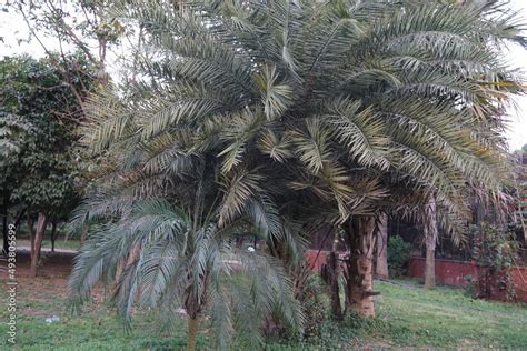 Dwarf Date Palm Pygmy Date Palm Miniature Date Palm Or Robellini Palm