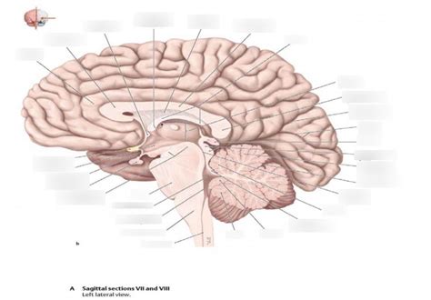 B O I Zenuwstelsel Horizontale En Mediosagittale Sneden 4 Practicum